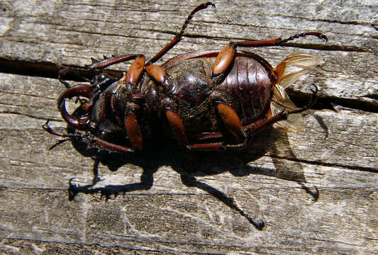 Image de Lucanus (Pseudolucanus) capreolus (Linnaeus 1763)