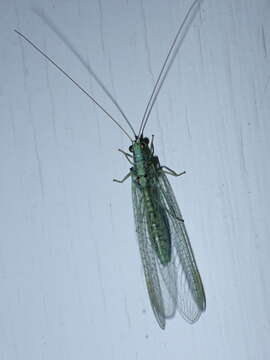 Image of Pseudomallada subcostalis (McLachlan 1882)