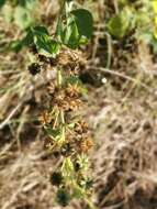 Imagem de Abutilon ramosum (Cav.) Guill.