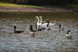 Image of Hawaiian goose