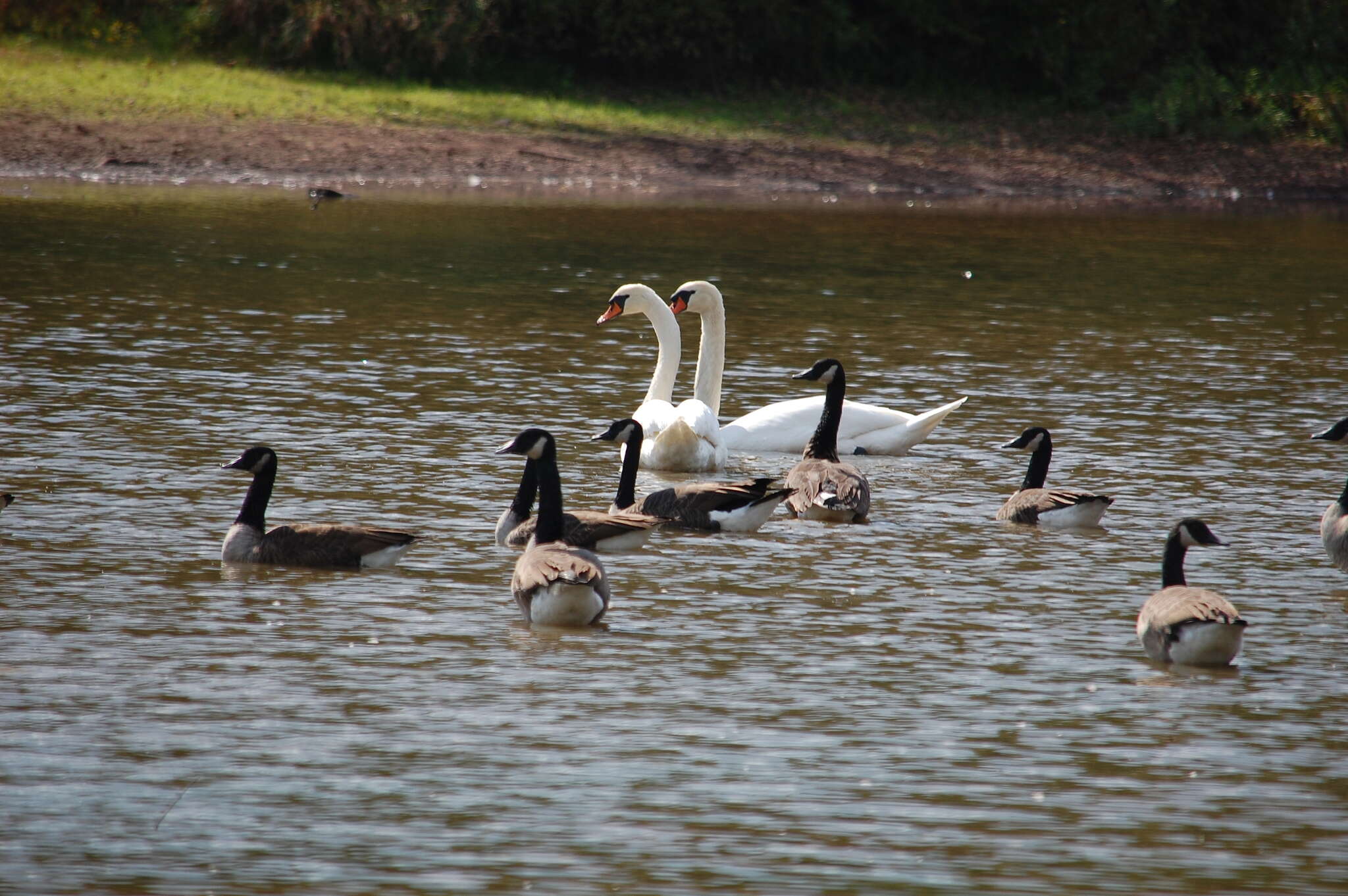 Image of Hawaiian goose