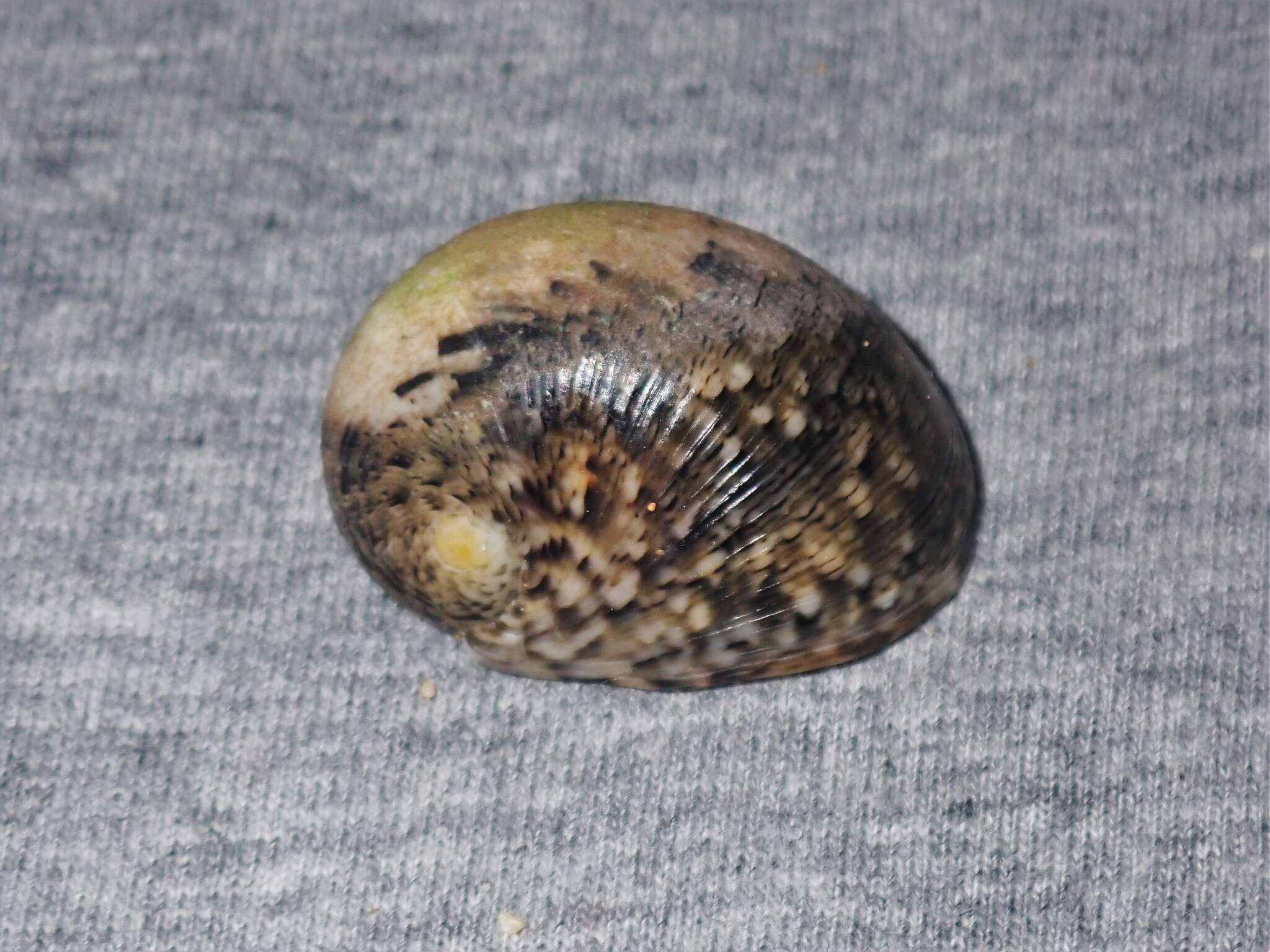 Image of polished nerite