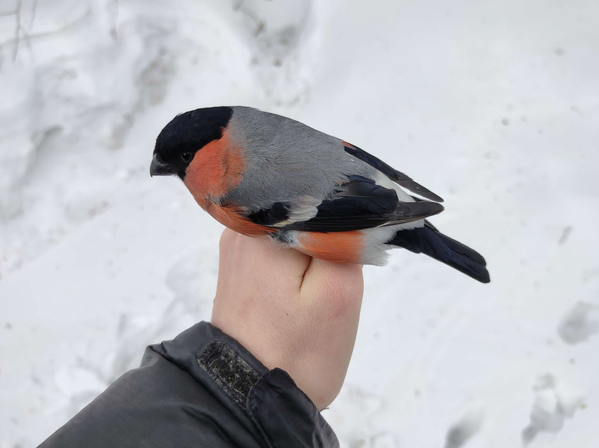 Image of Eurasian bullfinch