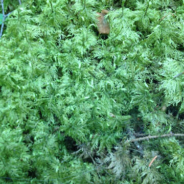 Image of hylocomium feather moss