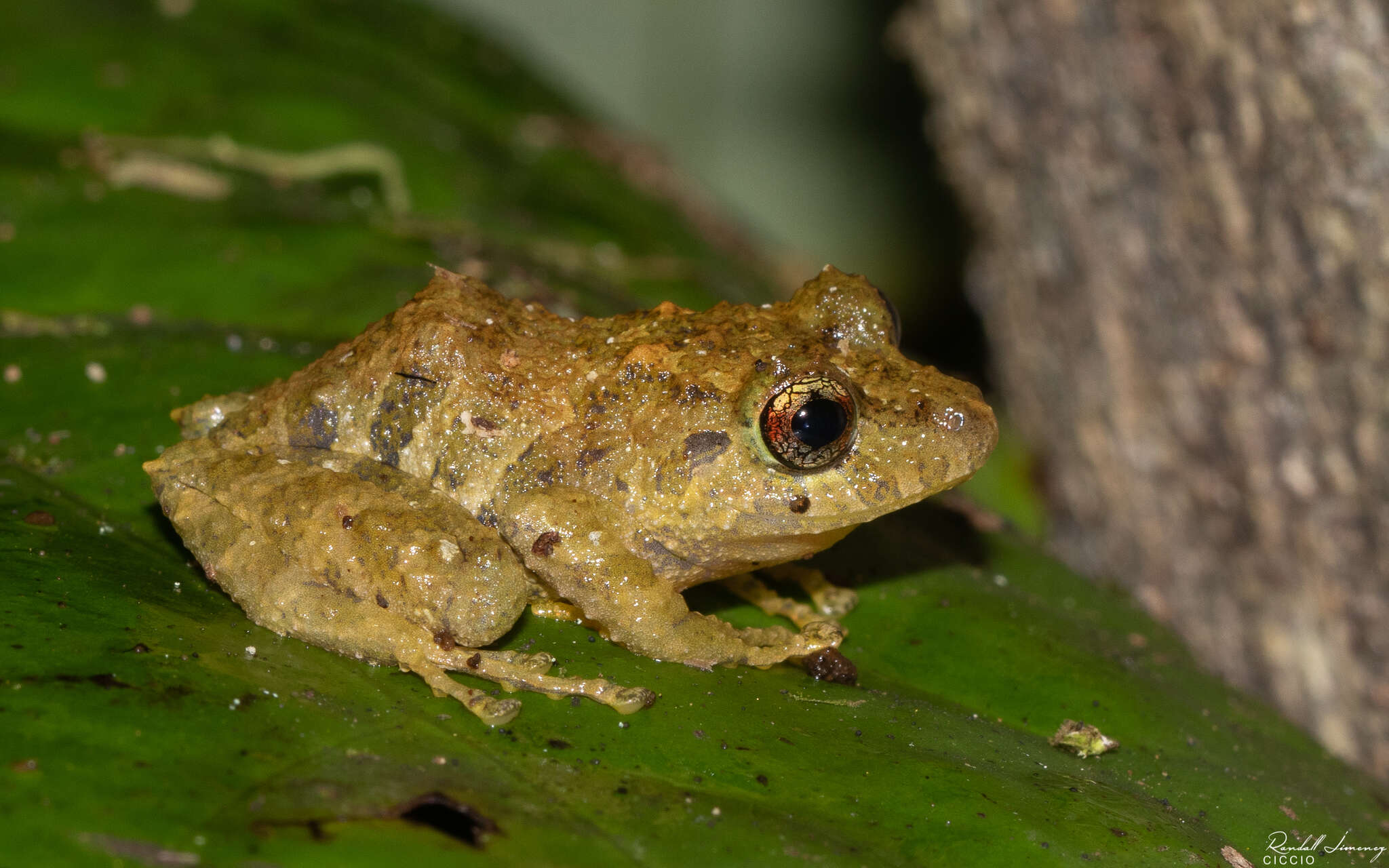 Image of Chiriqui Robber Frog