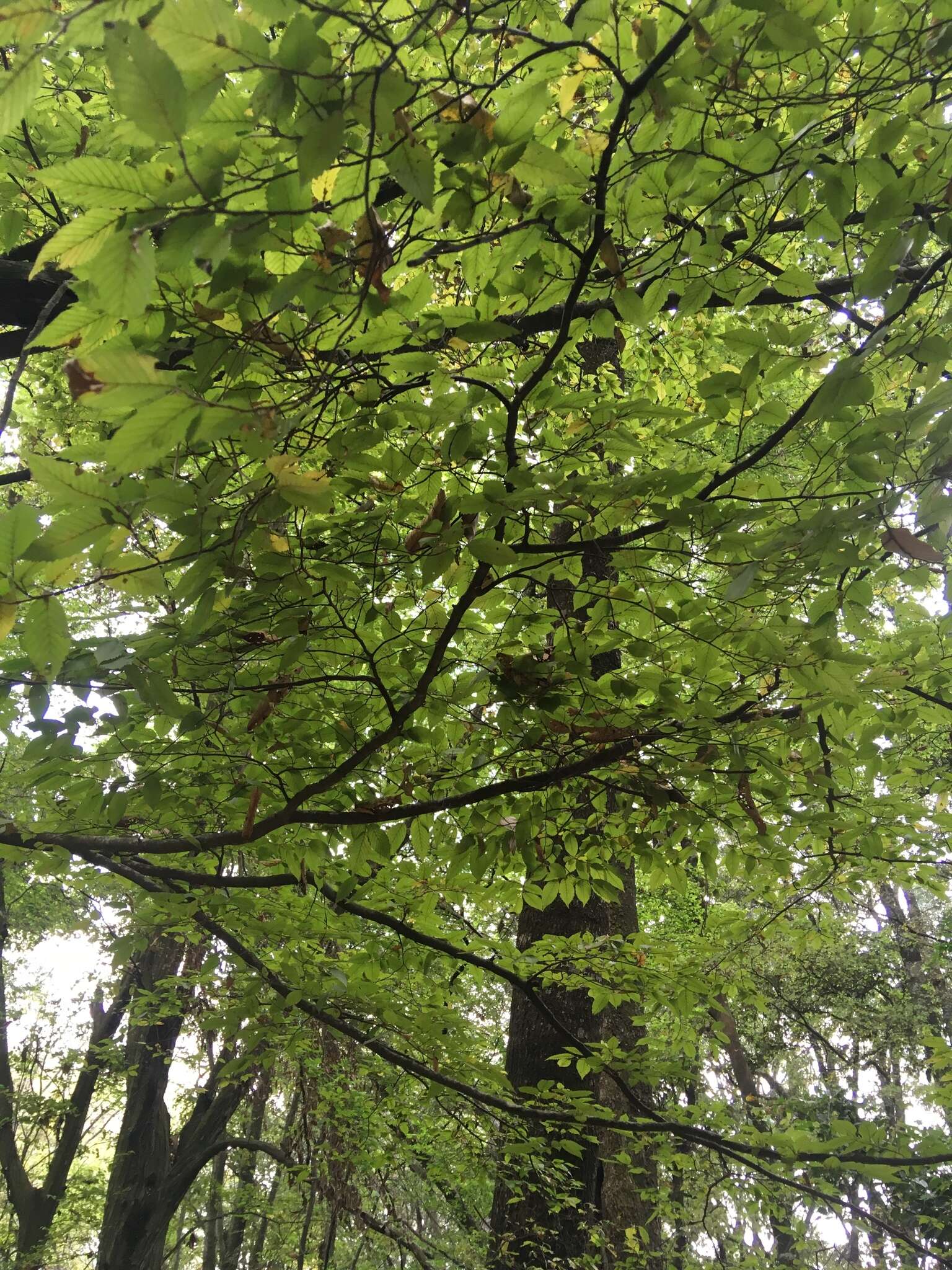 Image of Carpinus tropicalis (Donn. Sm.) Lundell