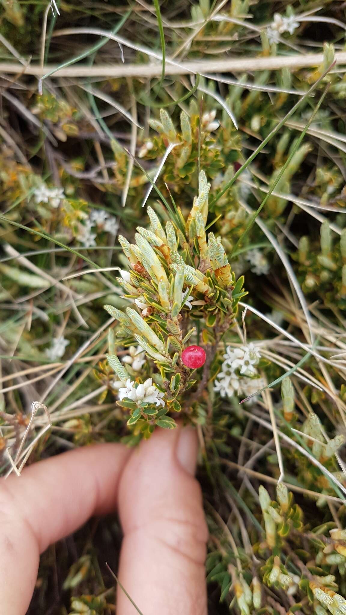 Image of Acrothamnus montanus (R. Br.) Quinn