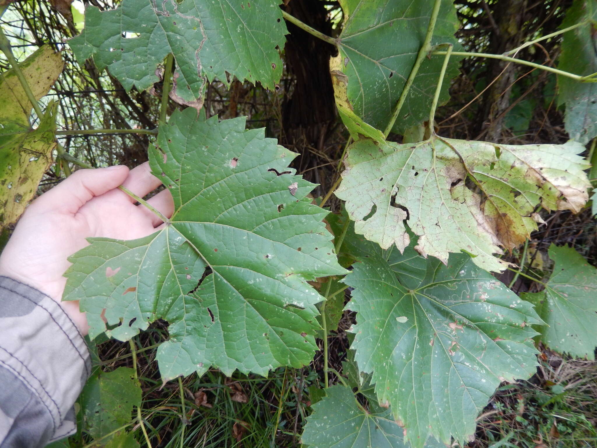 Image of River-Bank Grape