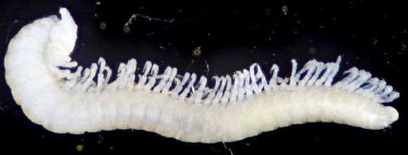 Image of Brachychaeteuma