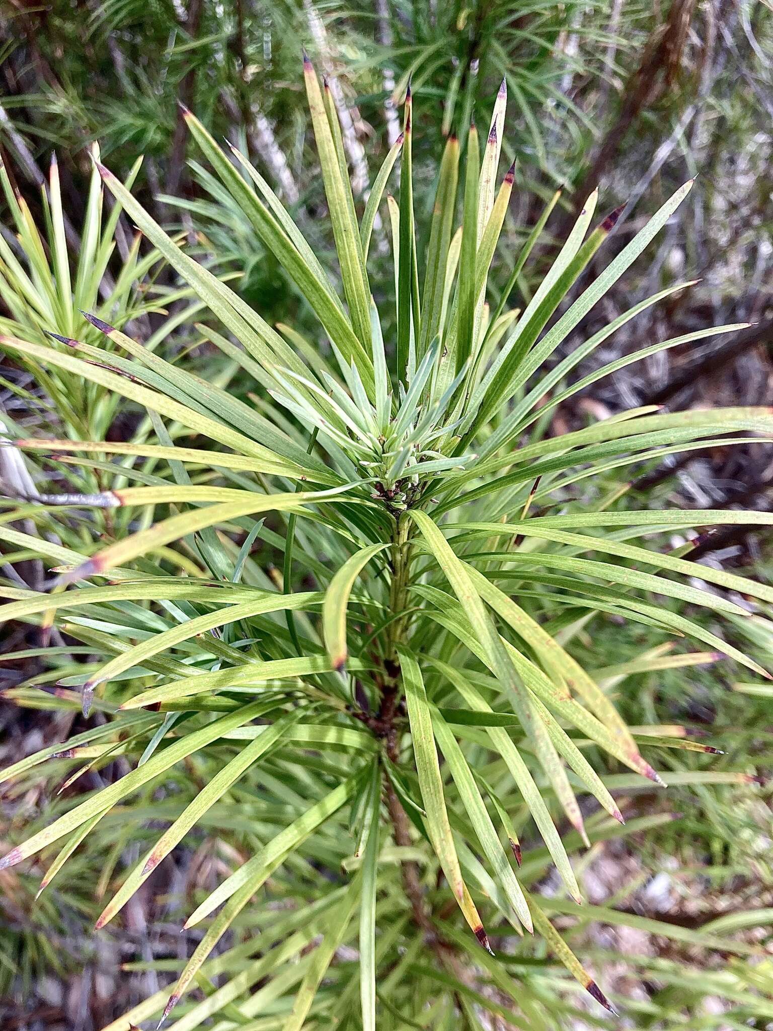 Image of Emu Berry