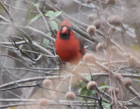 Imagem de Cardinalis cardinalis floridanus Ridgway 1896