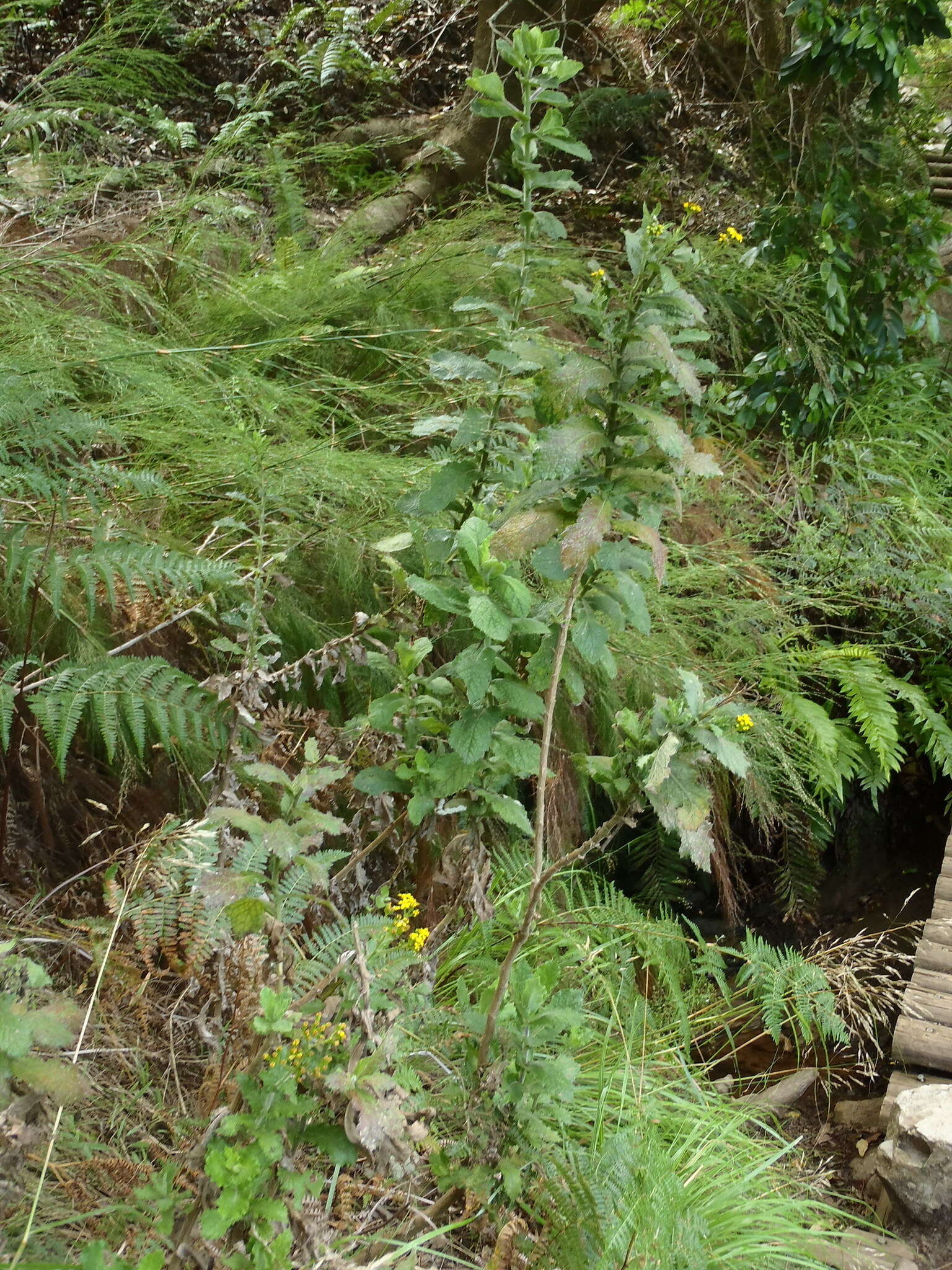 Image of Poisonous ragwort