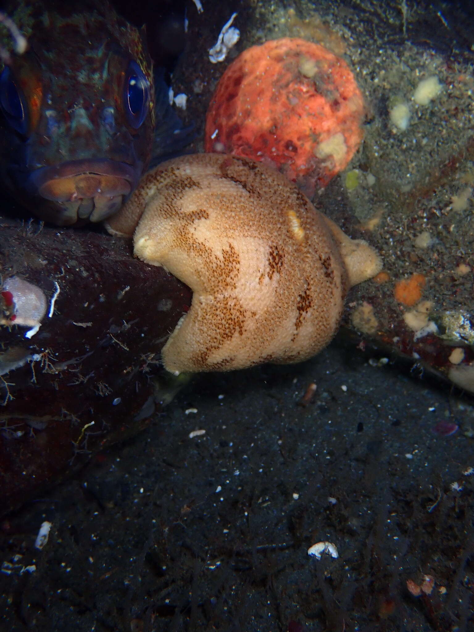 Image of Tesselated slime star