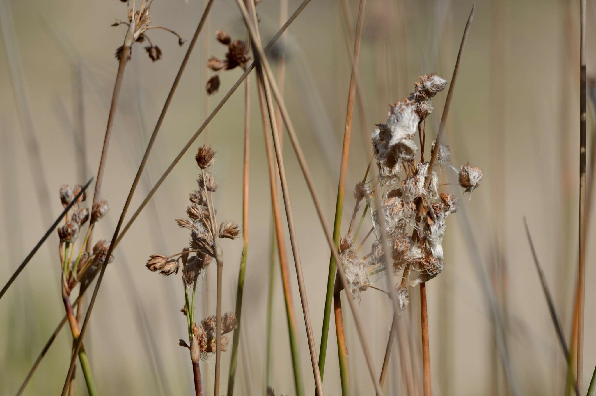 Слика од Androtrichum trigynum (Spreng.) H. Pfeiff.