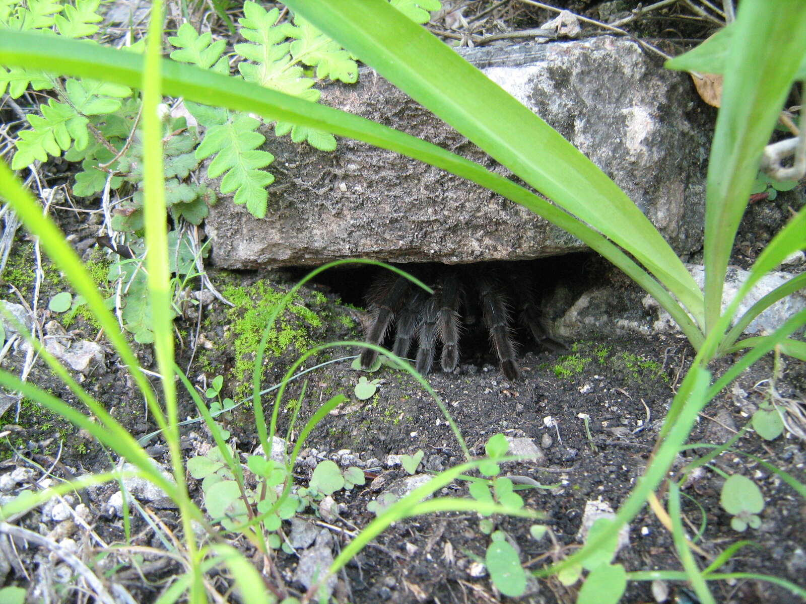 Image of Mexican Black and Gold Red Rump Tarantula