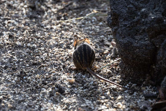 صورة Lemniscomys striatus (Linnaeus 1758)