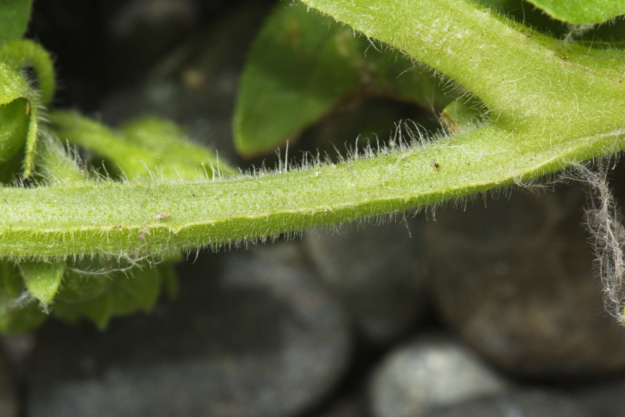 Image of Solanum physalifolium var. nitidibaccatum (Bitter) J. M. Edmonds
