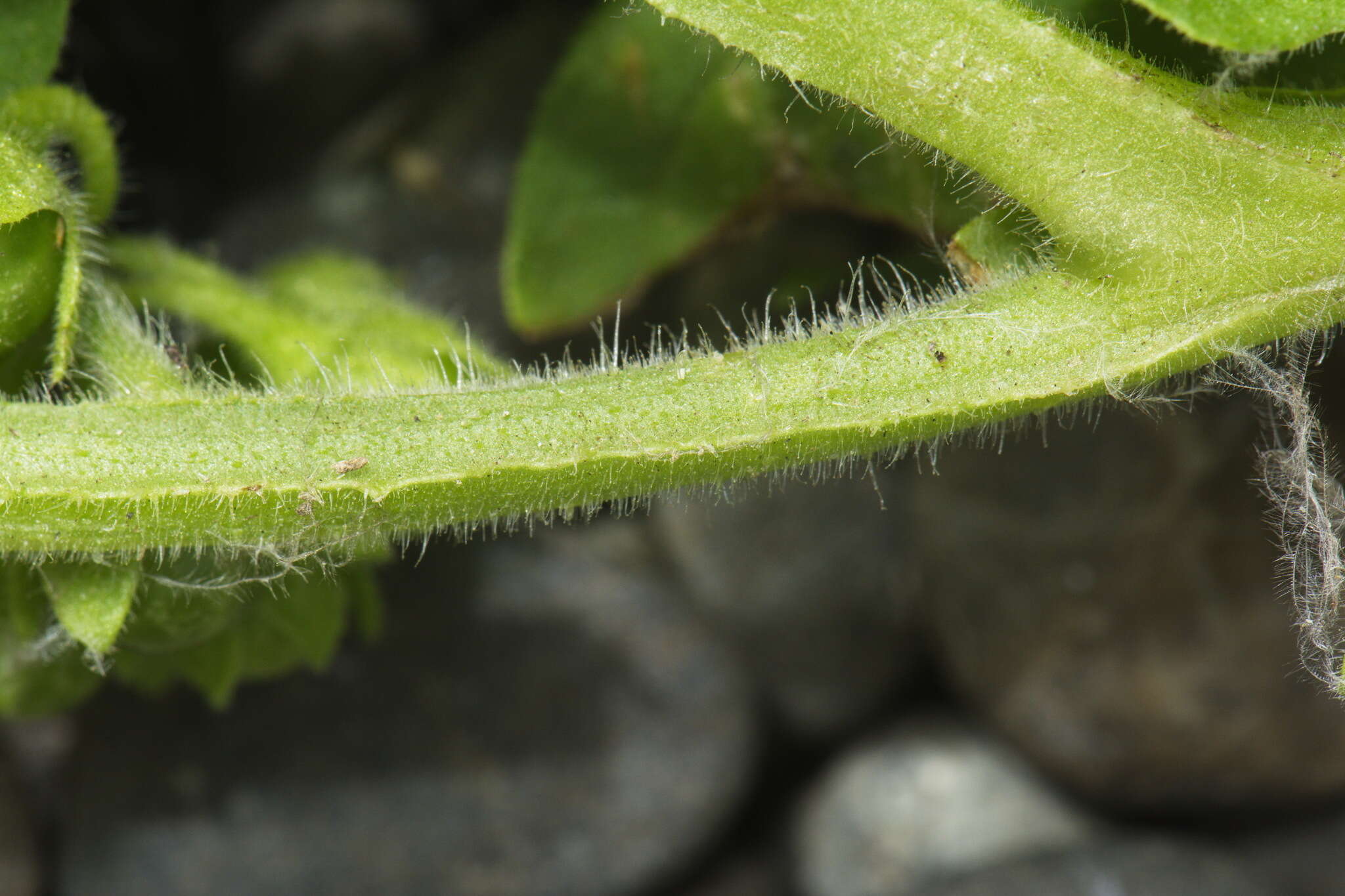 Imagem de Solanum physalifolium var. nitidibaccatum (Bitter) J. M. Edmonds