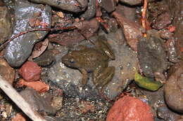 Image of Lithobates psilonota (Webb 2001)