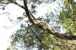 Image of Bay-headed Tanager