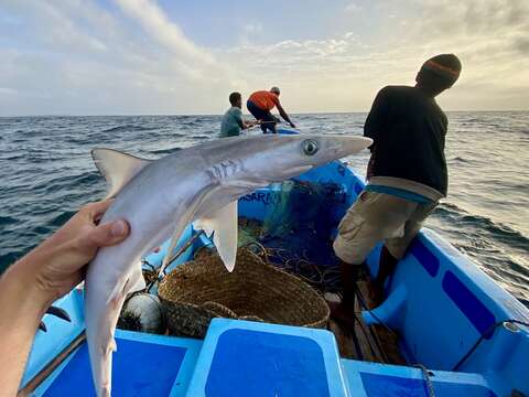 Image of Fish-shark