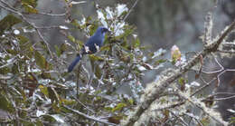 Image of Dwarf Jay