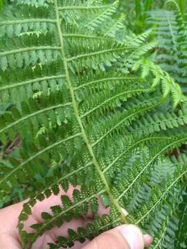 Image of Athyrium oppositipennum Hayata