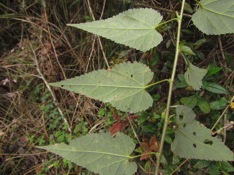 Image of Callianthe vexillaria (E. Morren) Donnell