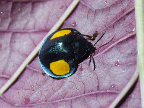 Image of Omaspides (Omaspides) convexicollis Spaeth 1909