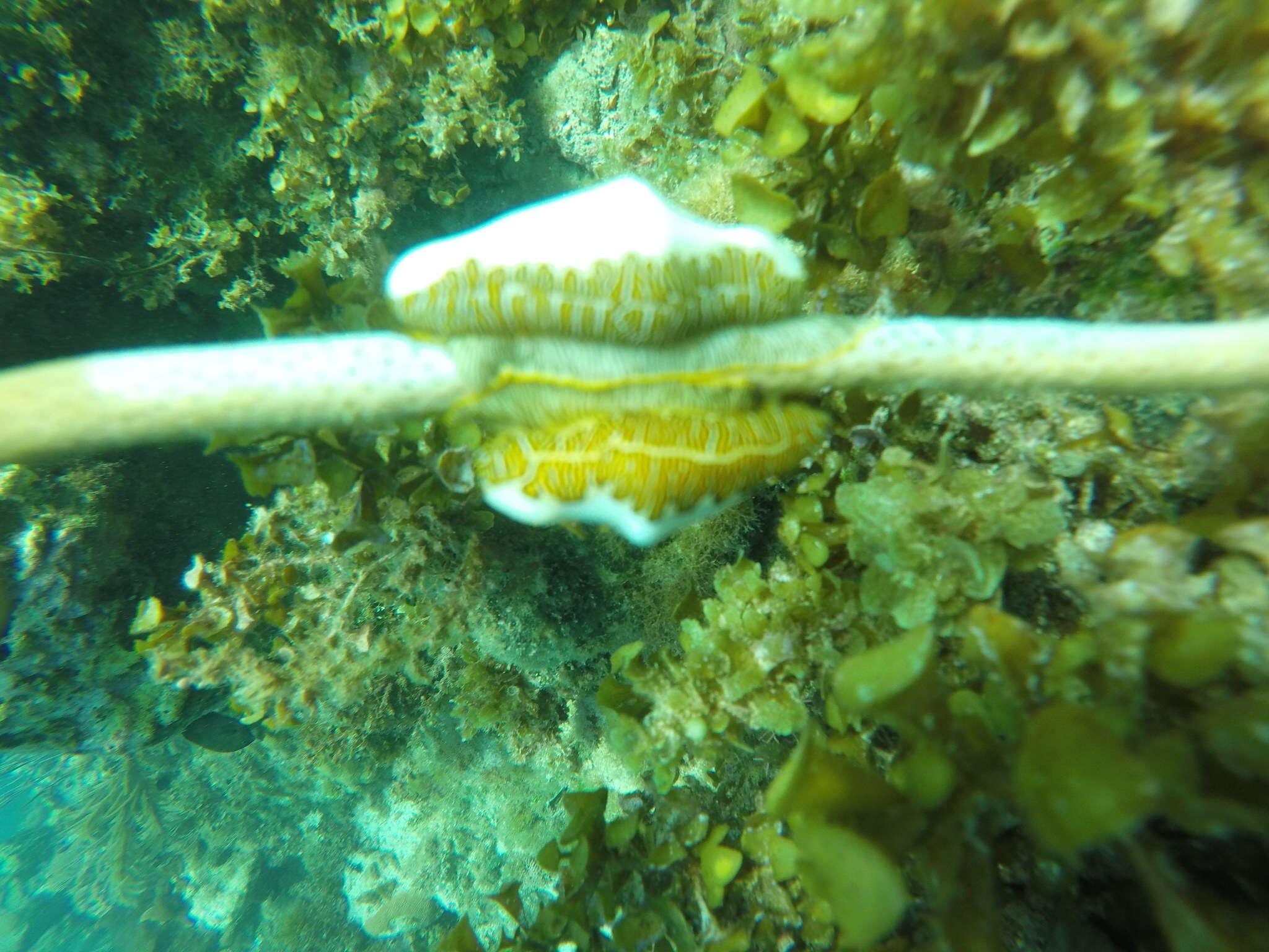 Image of Fingerprint cowry