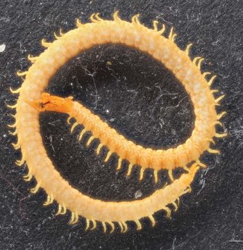 Image of Hydroschendyla