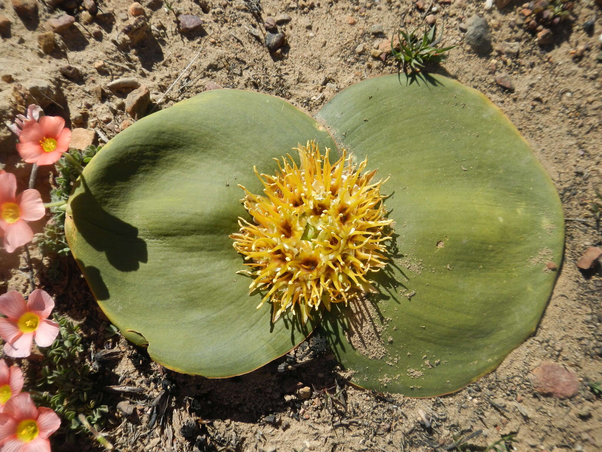 Image of Common Hedgehog Lily
