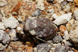 صورة Gelastocoris rotundatus Champion 1901