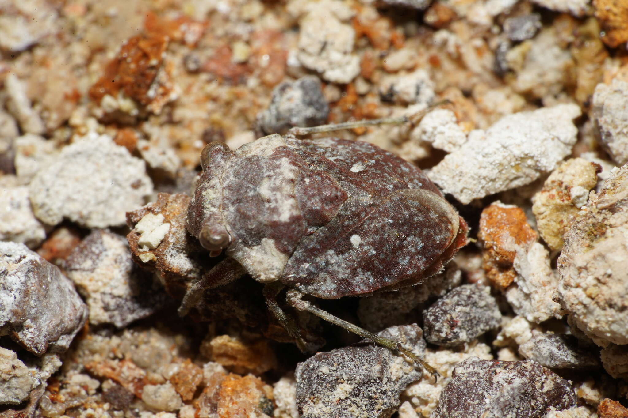 Image of Gelastocoris rotundatus Champion 1901