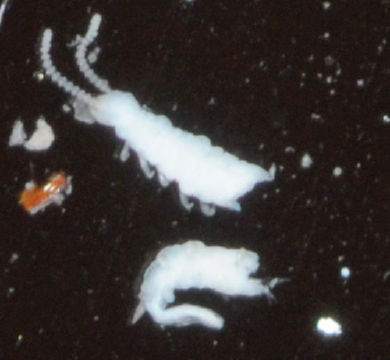 Image of Symphylella