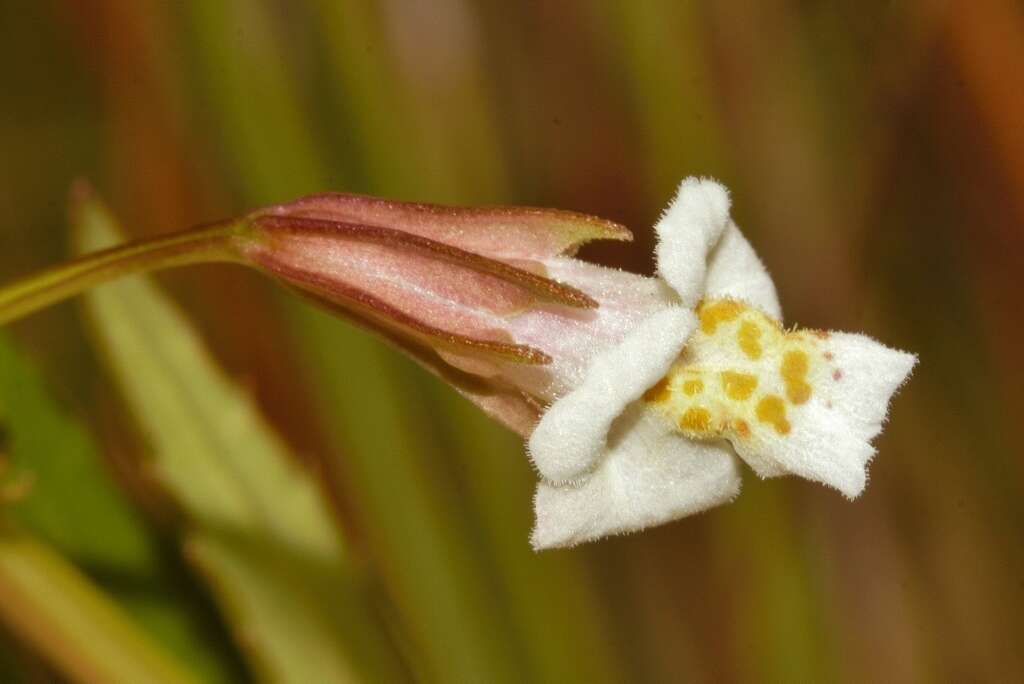 Plancia ëd Mimulus strictus Benth.