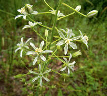 Image of Ornithogalum sphaerocarpum A. Kern.