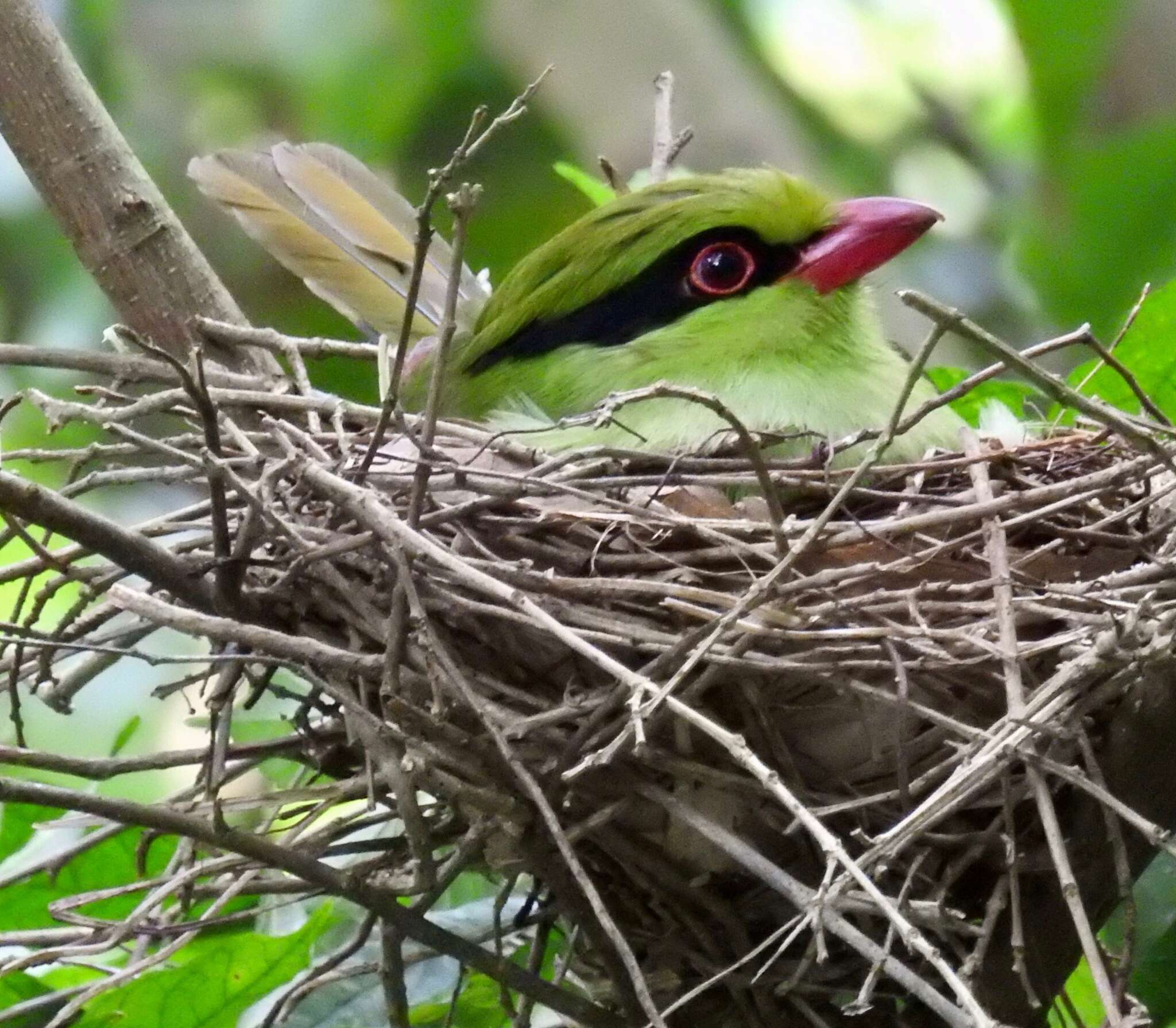 Image of Indochinese Green Magpie