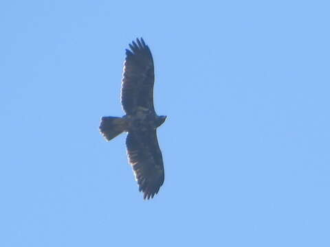 Image of Spanish Imperial Eagle