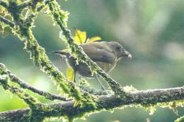 Image of Tawny-capped Euphonia