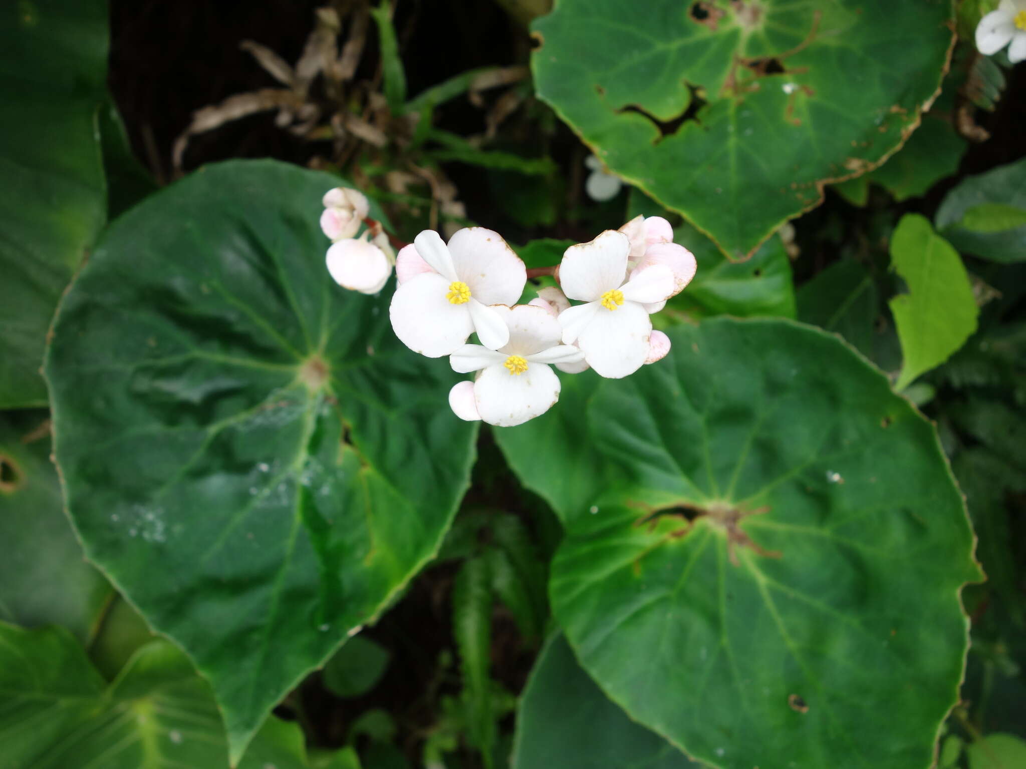 Image de Begonia fenicis Merr.