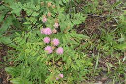 Mimosa quadrivalvis L.的圖片