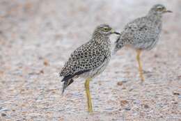 Image of Cape Thick-knee