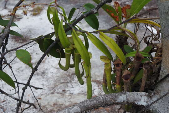 Image of Nepenthes albomarginata T. Lobb ex Lindl.