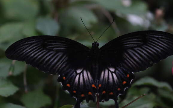 Image of Papilio ascalaphus Boisduval 1836