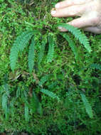 Image of Austroblechnum lanceolatum (R. Br.) Gasper & V. A. O. Dittrich