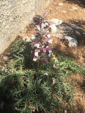 Image of spine acanthus