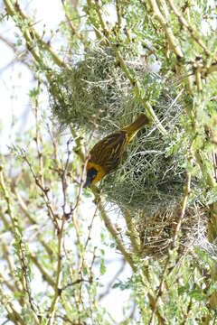 Image of Speke's Weaver