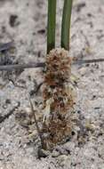 Image de Lomandra juncea (F. Muell.) Ewart