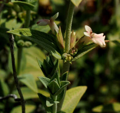 Слика од Stachys palaestina L.